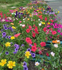 人権の花運動02