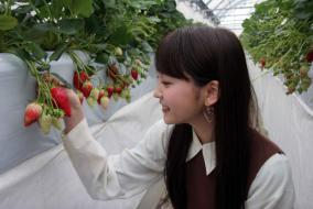 コンドウ農園のハウス内で実ったイチゴに触れる女性の写真