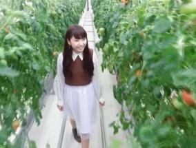 トマトが豊富に実る温室の中を歩く女性の写真