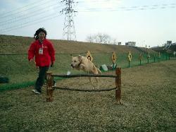 犬のしつけ広場