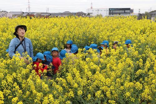 菜の花花見会1