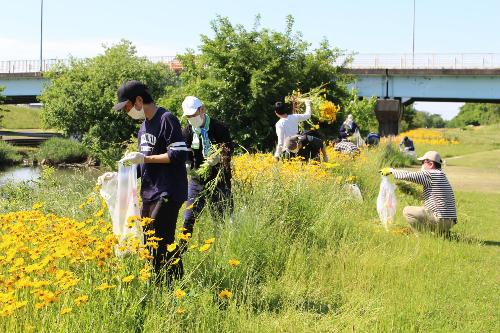 オオキンケイギク駆除作業2