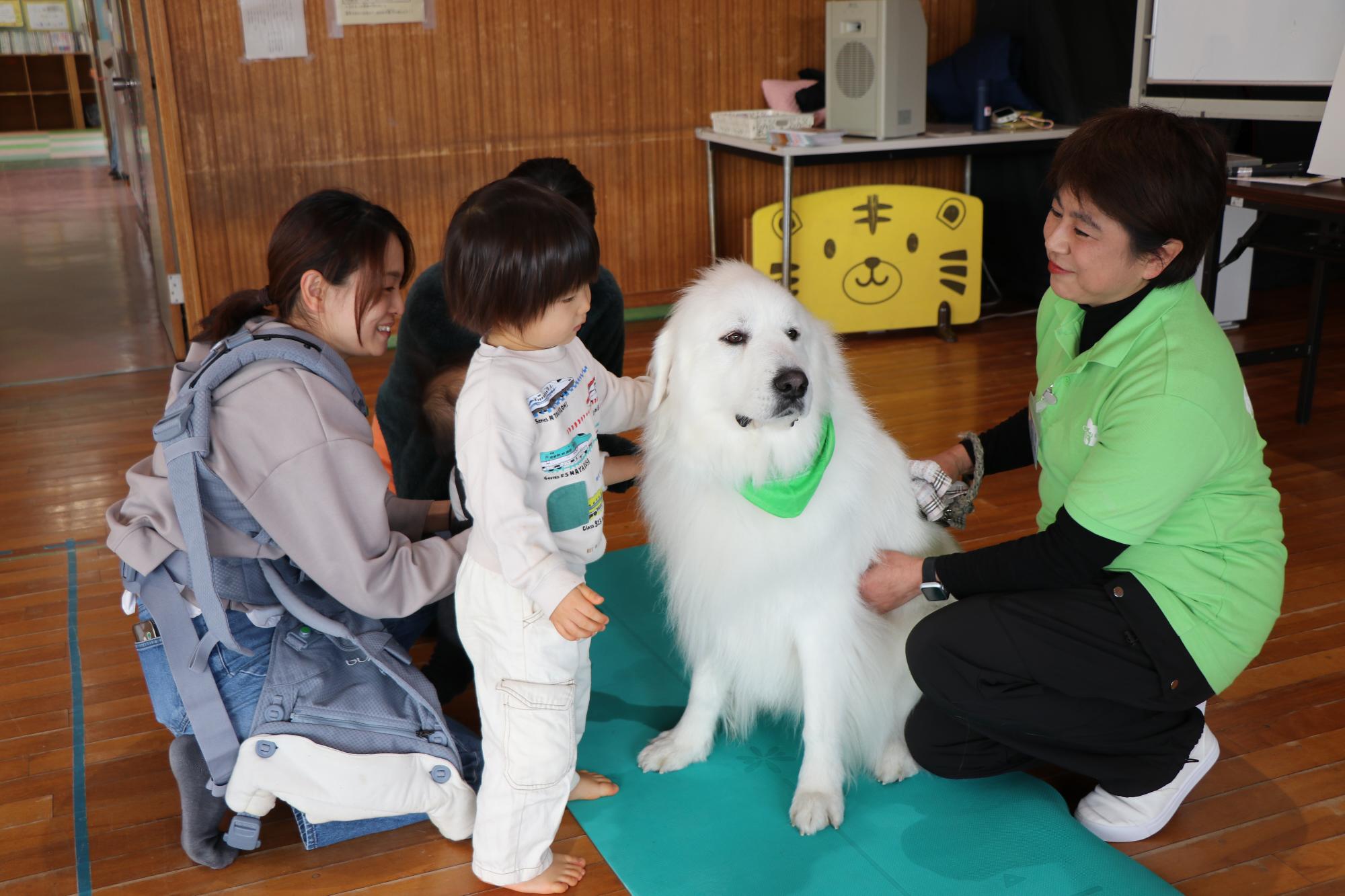 動物ふれあい教室（グレートピレニーズとふれあう）
