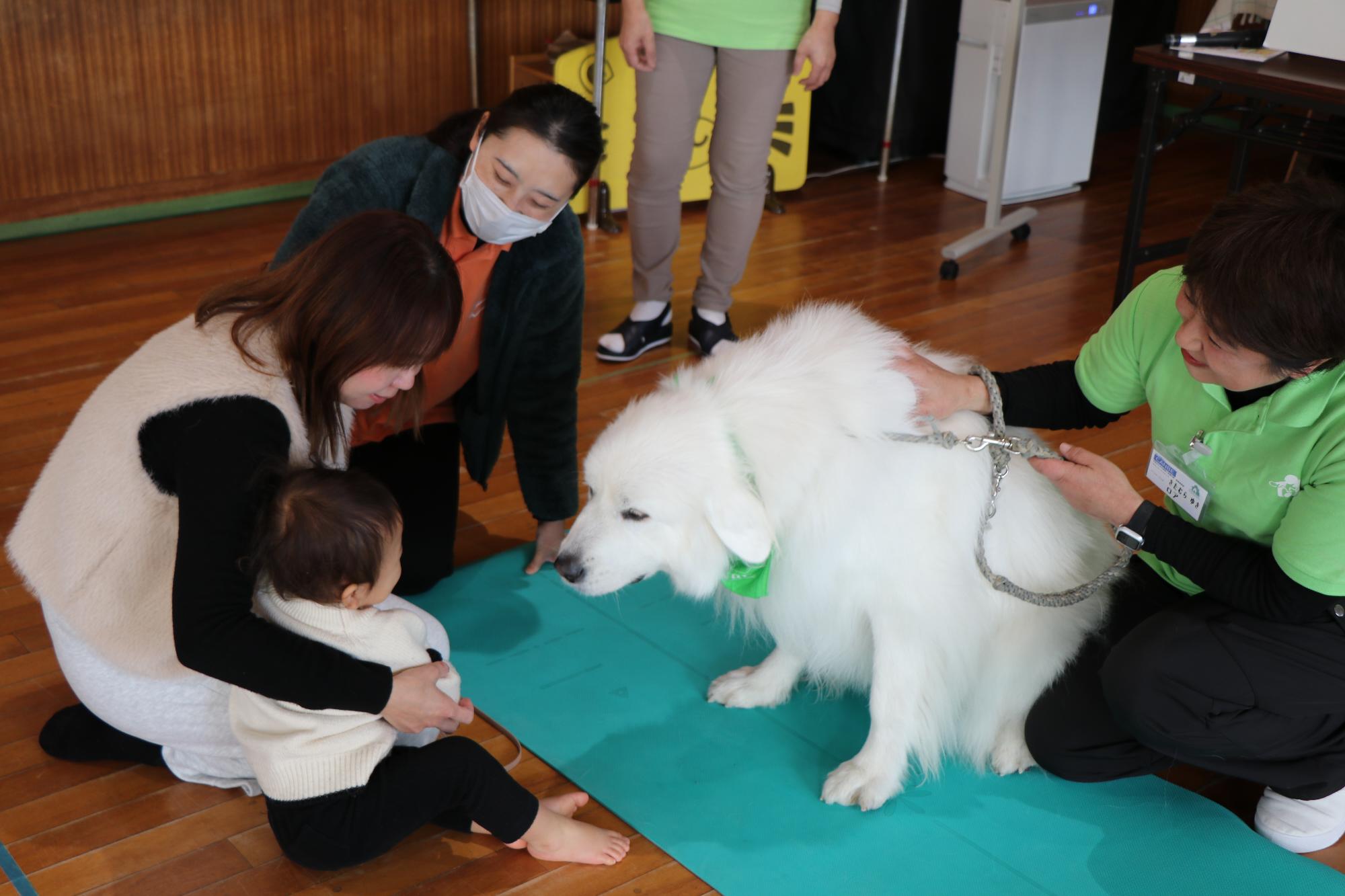 動物ふれあい教室（グレートピレニーズとふれあう）