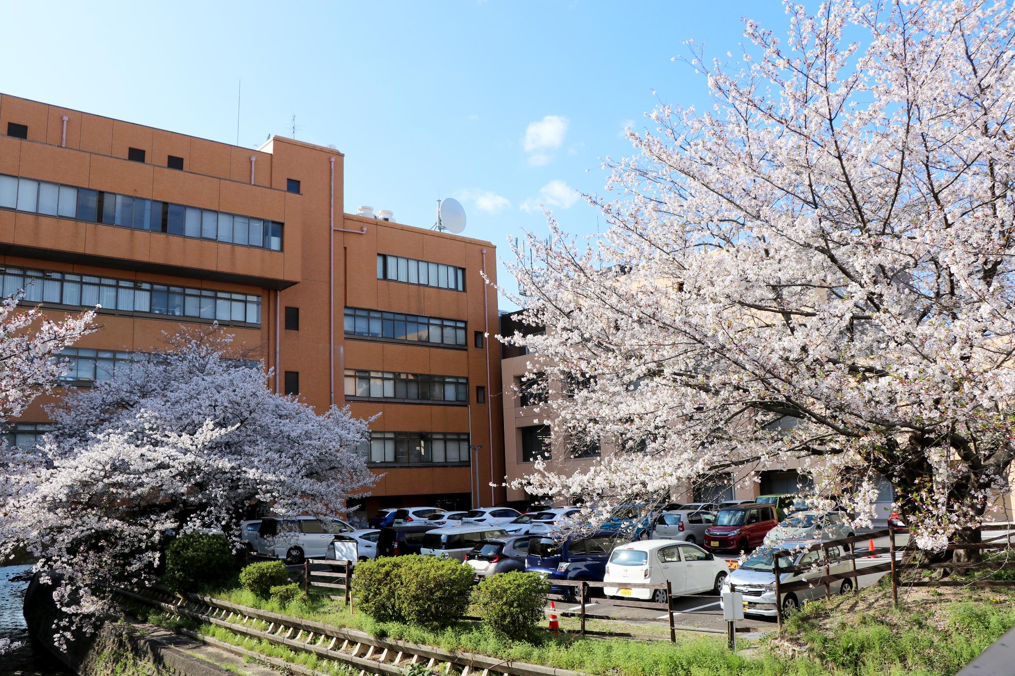 役場中庭の桜