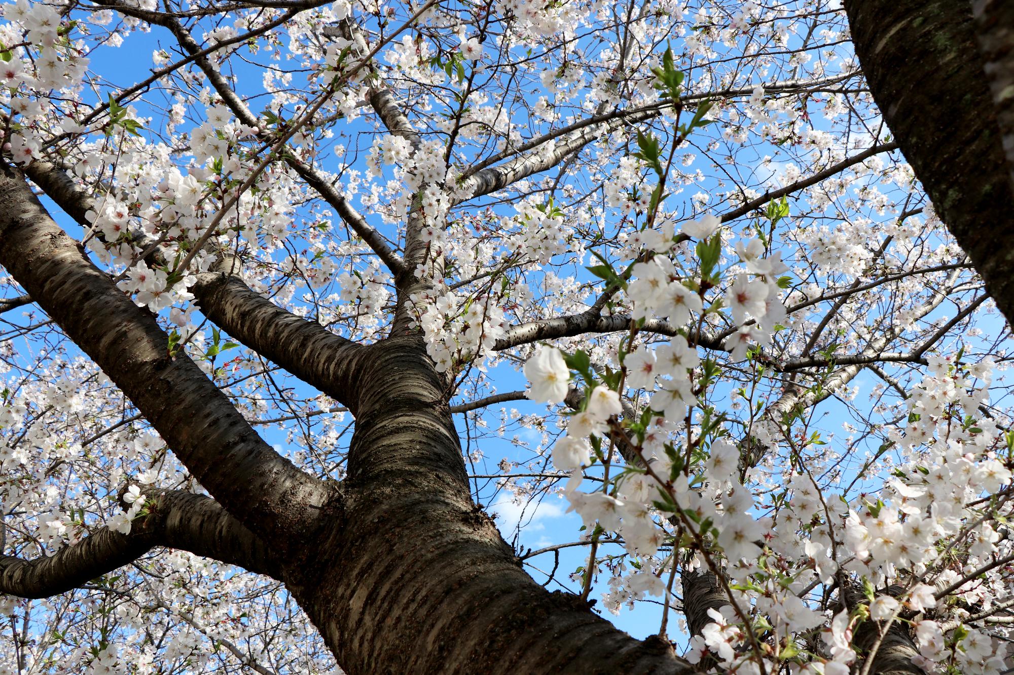 見上げた桜