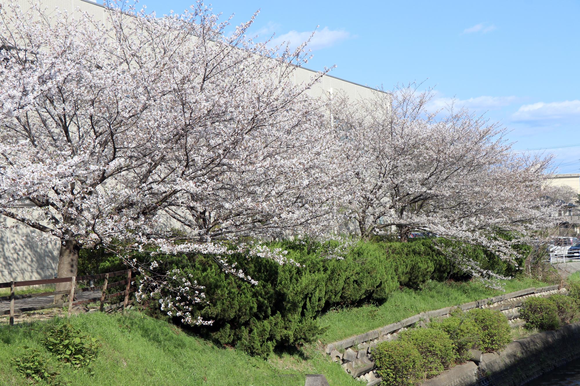 いこまい館沿いの桜