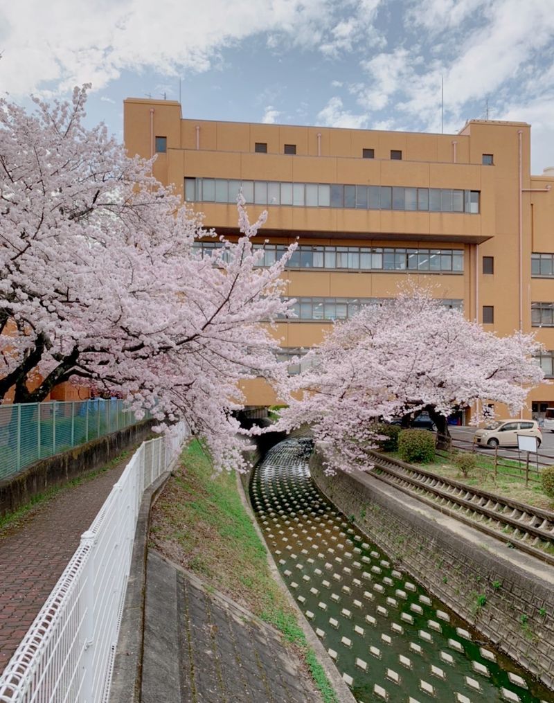 役場東側の桜