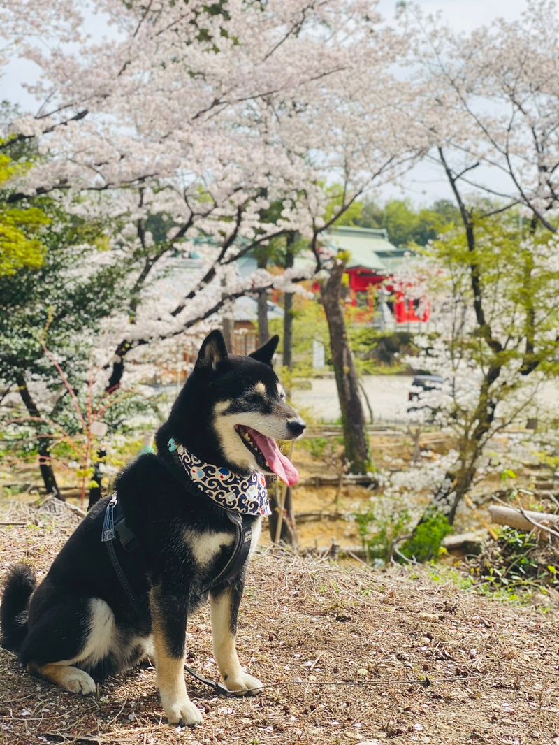 富士浅間神社の桜とワンちゃん