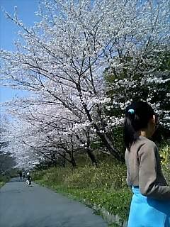さんぽ道沿いに咲く桜並木と桜を見る女の子の写真