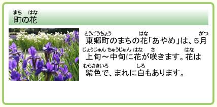 町の花 東郷町のまちの花「あやめ」は、5月上旬～中旬に花が咲きます。花は紫色で、まれに白もあります。