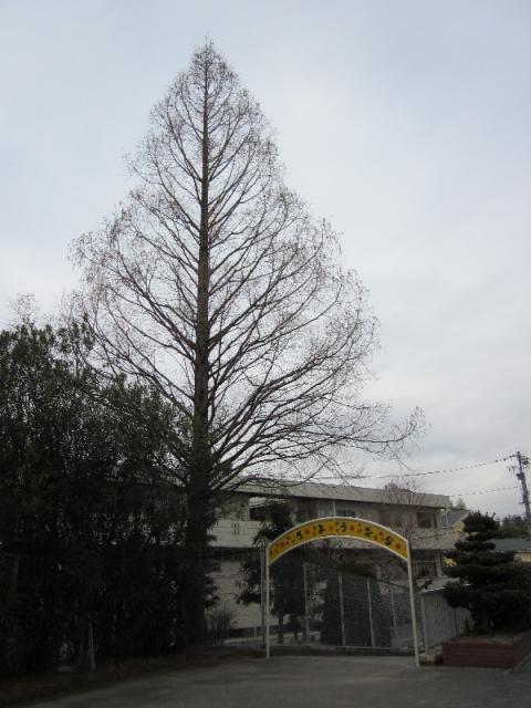 校舎よりも高い大きな木の写真